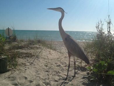 Manasota Key Condo 920544
