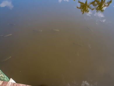 Cape Coral Home 921113