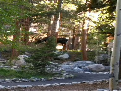 Breckenridge Condo 926796