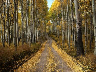 Telluride Home 927096