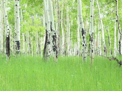 Steamboat Springs Home 927631