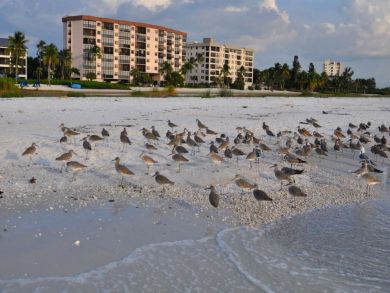 Fort Myers Condo 929385
