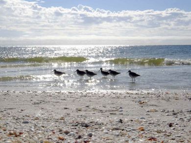 Sanibel Condo 929522