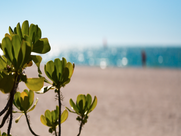 Marco Island Two Bedroom Beachfront Rental Condo