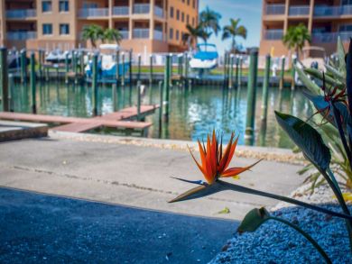 Treasure Island Condo 930476