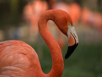 St. Petersburg Home 930830