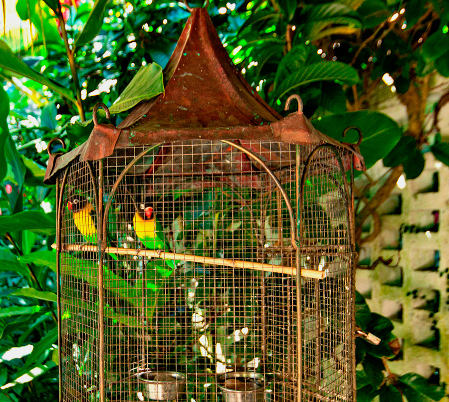 Jamaica Home 932518 Jamaica Home 932518