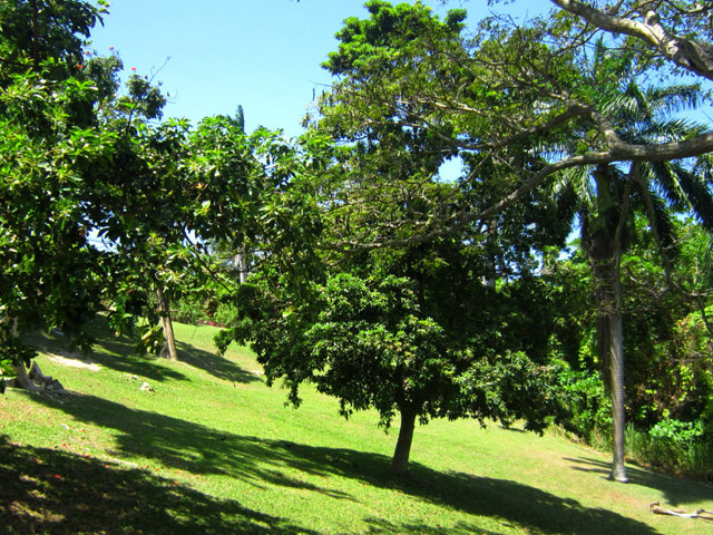 Jamaica Home 932549