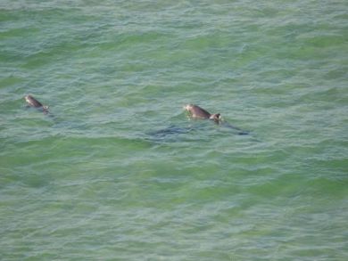 Beaches Of South Walton Condo 932782