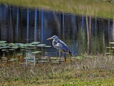 Pensacola Beach Home 933438