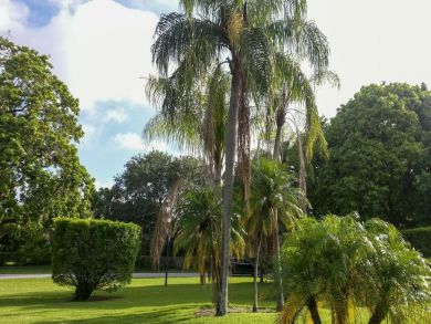 Palm Beach Home 933759