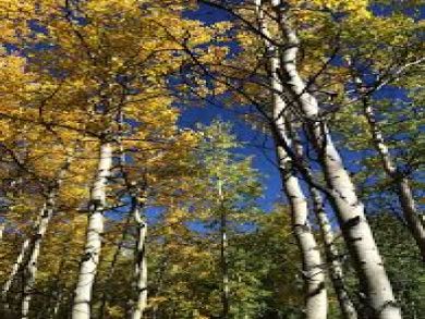Steamboat Springs Condo 936285