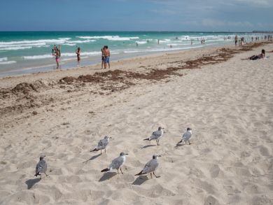 Miami Beach Condo 939491