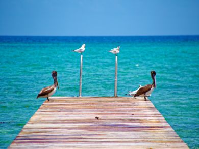 Seafront One Bedroom Vacation Condo in Cayman Islands