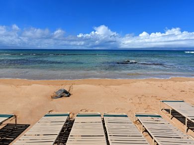 Two Top Floor Beachfront Condos Booked Together Sleeps 12