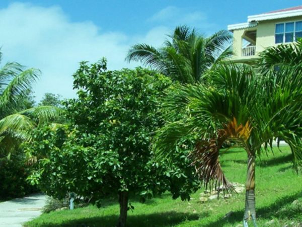 British Virgin Islands Home 947842