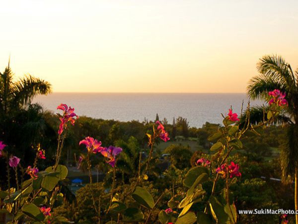 Jamaica Home 947982