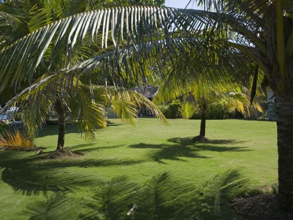 Jamaica Home 948072