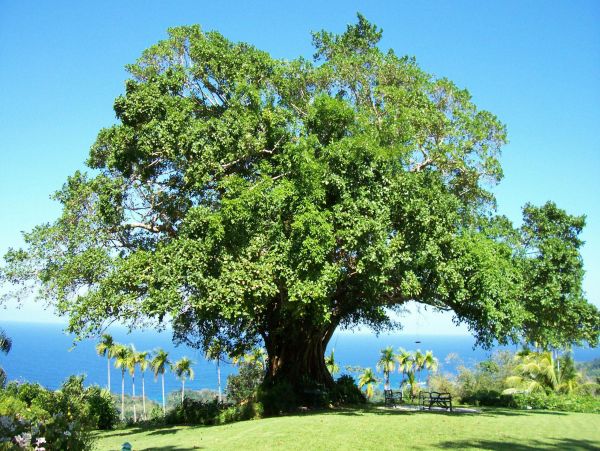 Jamaica Home 948098