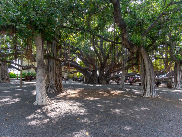 Kahana Condo 948643