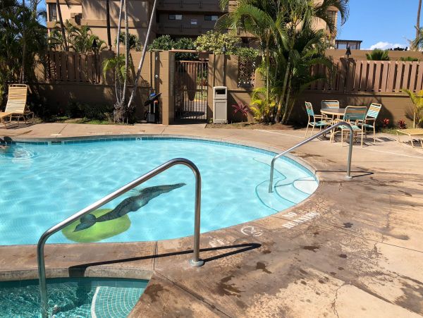 Kaanapali Condo 948658