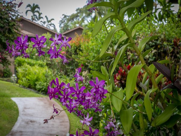 Kahana Condo 948687