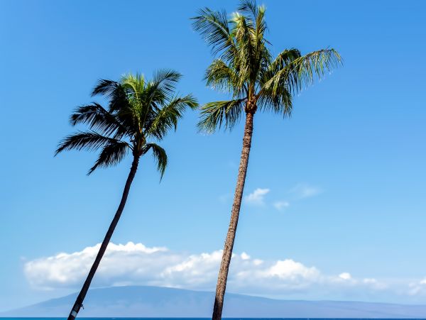 Kahana Condo 948742