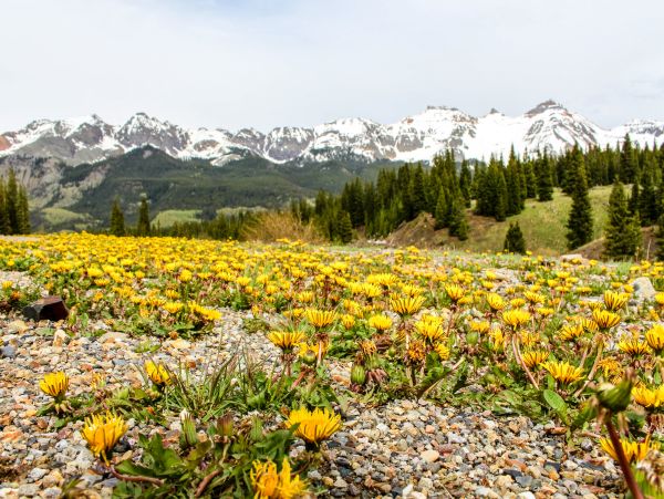 Telluride Condo 950022