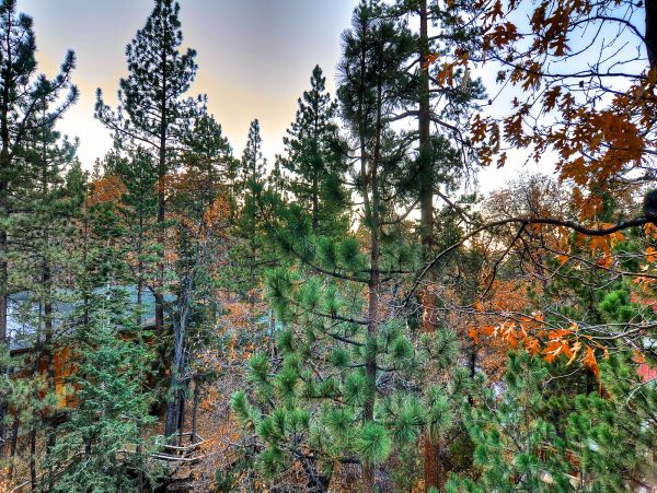 Big Bear Home 950781