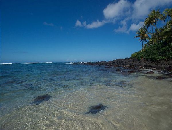 Northshore Oahu Home 950832