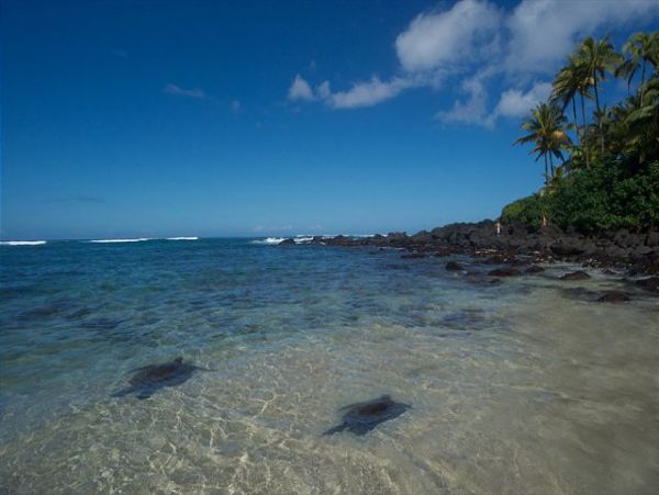 Northshore Oahu Home 950848