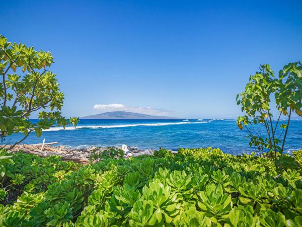 Luxury Oceanfront Lahaina Vacation Condo Sleeps 6 Guests