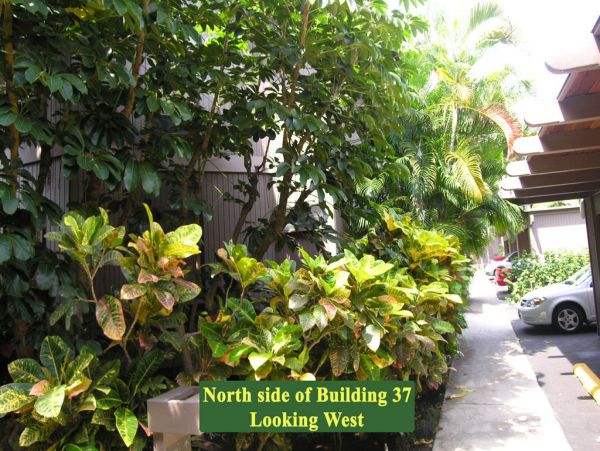 Kailua Kona Condo 955261