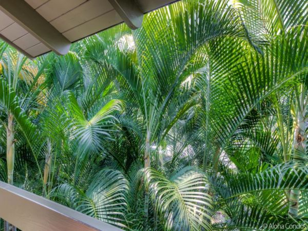 Kailua Kona Condo 955266