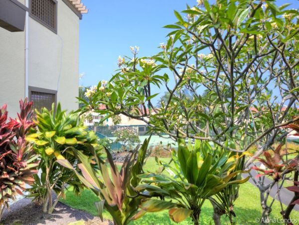 Kailua Kona Condo 955290