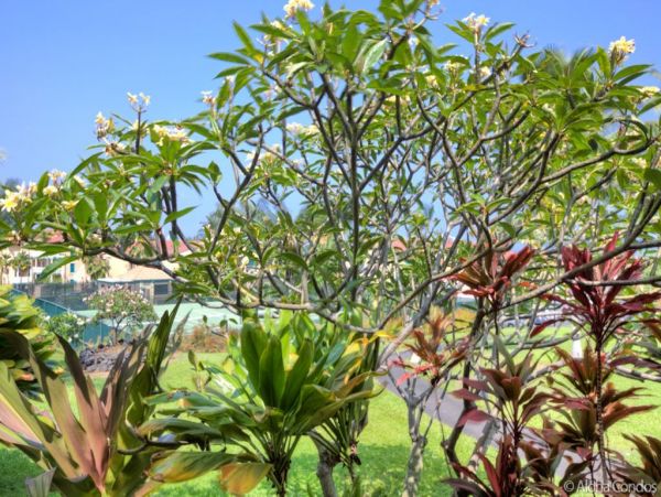 Kailua Kona Condo 955290
