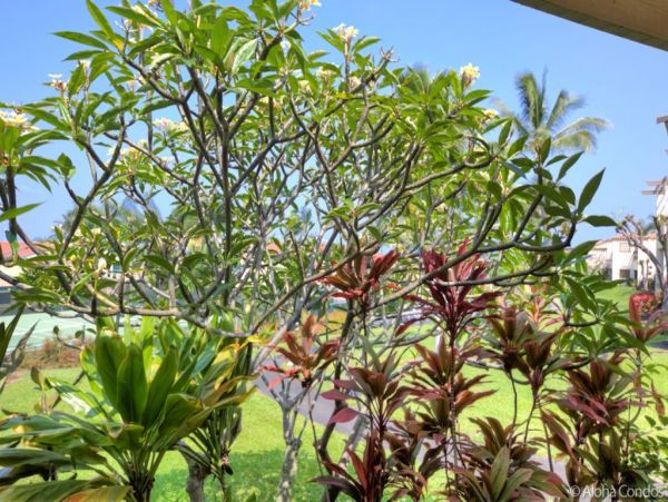 Kailua Kona Condo 955290