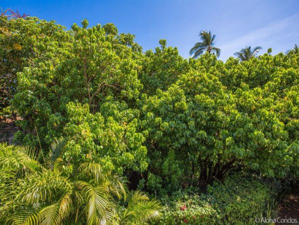 Kahana Condo 955374