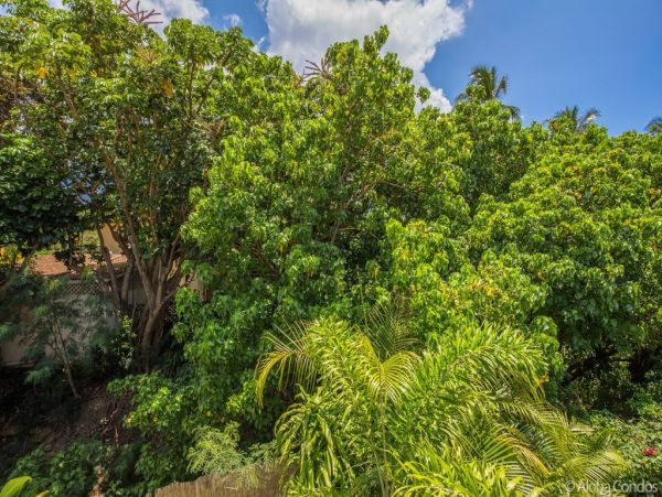 Kahana Condo 955375