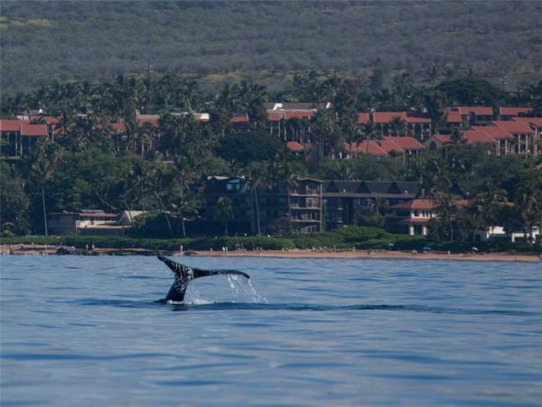 Kihei Condo 955417