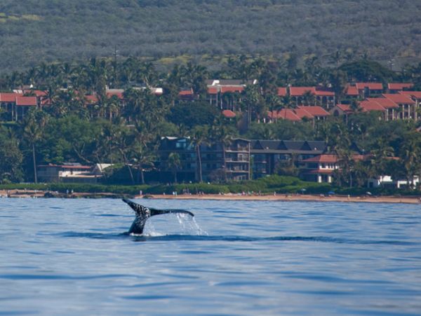 Kihei Condo 955425