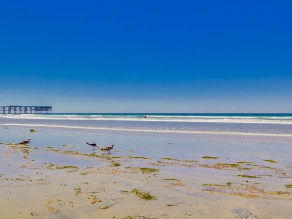 Mission Beach And Pacific Beach Condo 956464