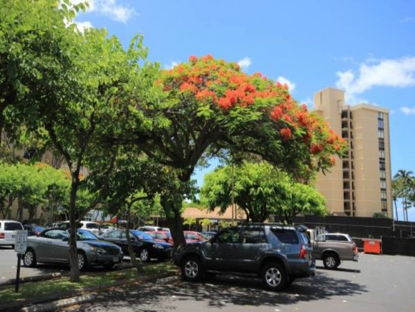 Kahana Condo 956635