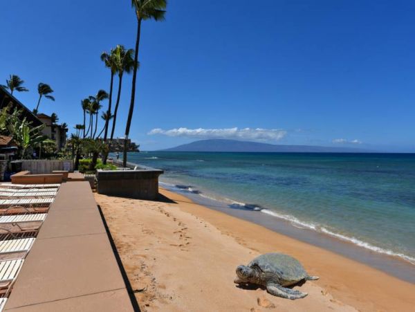 Kaanapali Vacation Condo One Bedroom On Beach