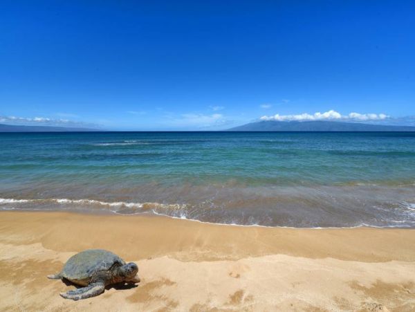 Kaanapali Vacation Condo One Bedroom On Beach