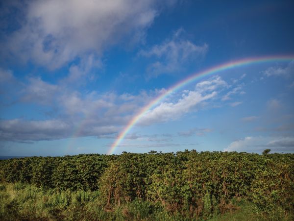 Kauai Oceanfront Four Bedroom Vacation Rental Home