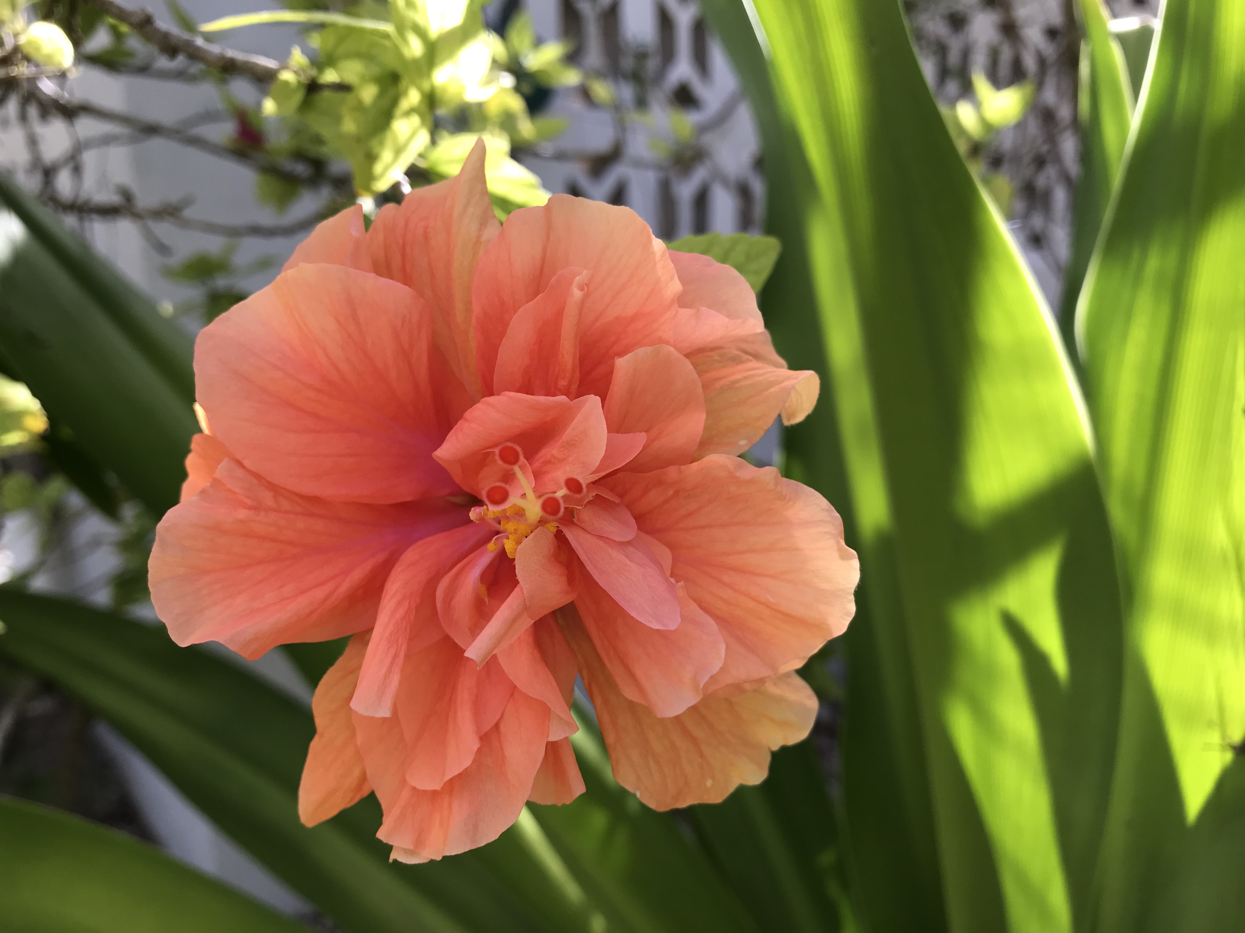 Bahamas Home 958547