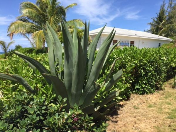 Bahamas Home 958586
