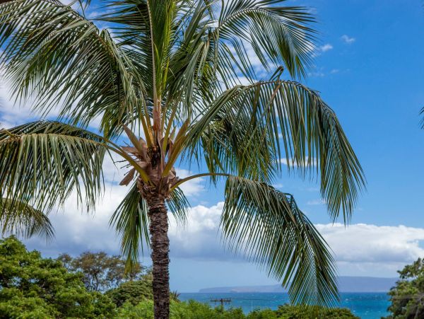 Kihei One Bedroom Condo Short Walk to Beach Sleep Four Guests
