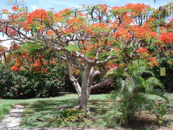 Guadeloupe Home 959294
